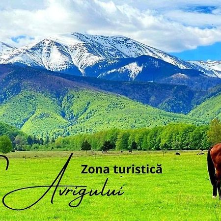 Casa Edu Daire Avrig Dış mekan fotoğraf