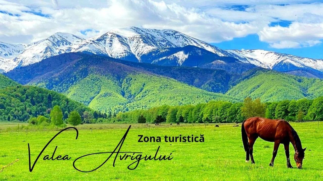 Casa Edu Daire Avrig Dış mekan fotoğraf